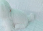 Little Puppy Soft Toy