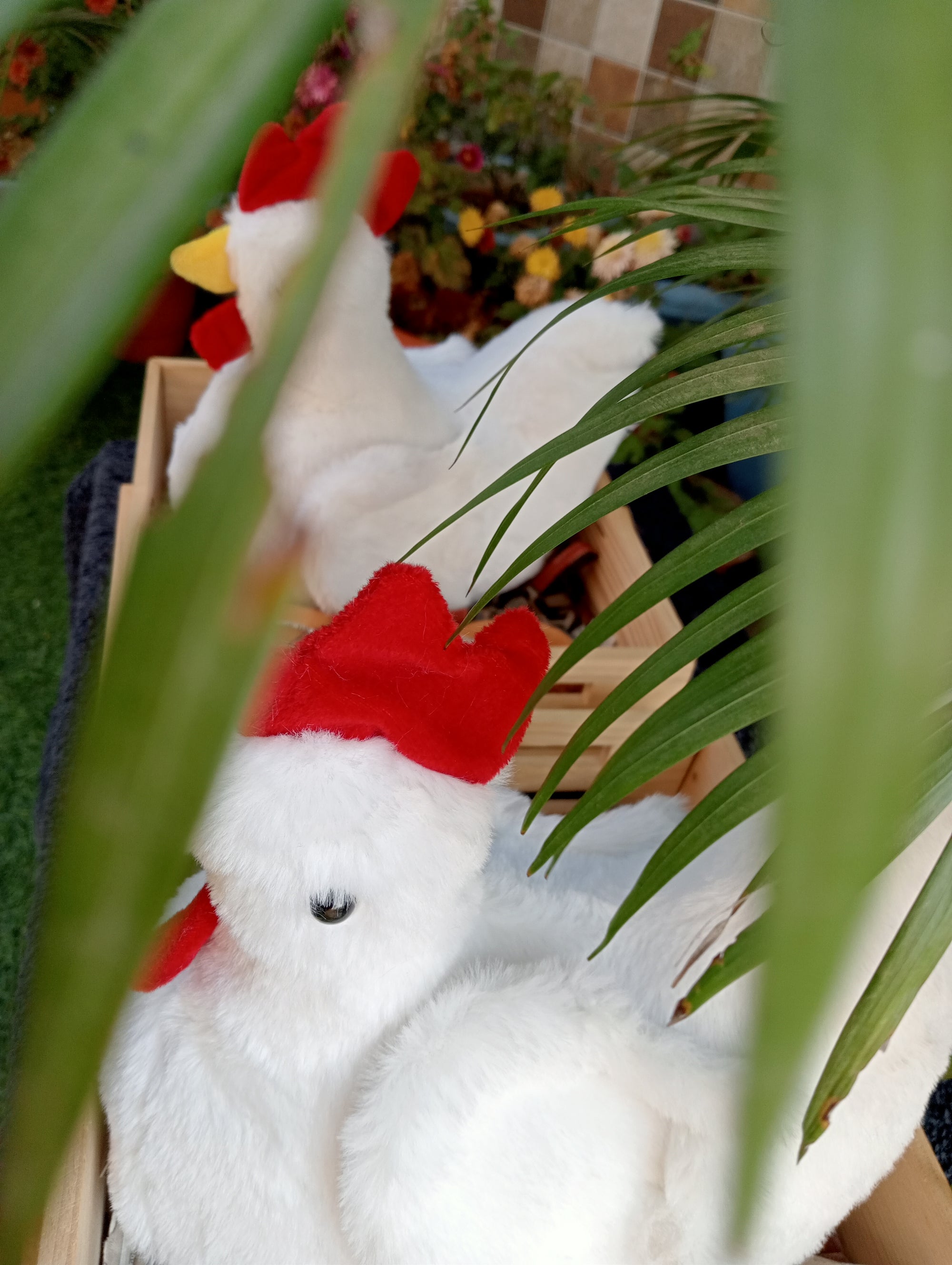 Hen
