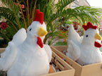 Hen